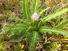 Cirsium roseolum