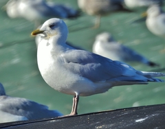 Larus glaucoides kumlieni