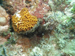 Clavelina