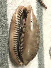 Macrocypraea zebra