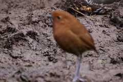 Grallaria alvarezi