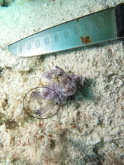 Clavelina