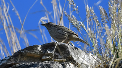 Anthus sylvanus