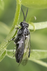Macrophya epinota