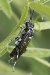 Macrophya epinota