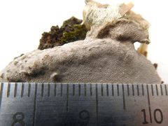 Phellinus betulinus
