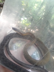 Dendrophidion percarinatum