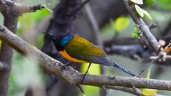 Aethopyga nipalensis