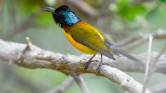 Aethopyga nipalensis