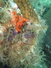 Clavelina puertosecensis