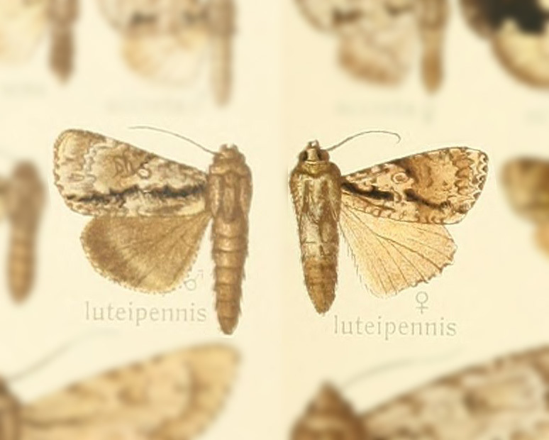 Fascionycta luteipennis