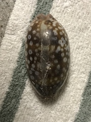 Macrocypraea zebra