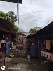 Campylorhynchus chiapensis