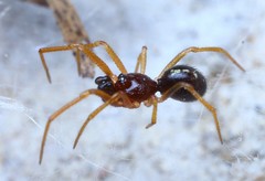 Crustulina scabripes