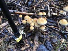 Hypholoma marginatum