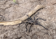 Grammostola pulchripes