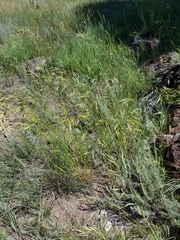 Bromus marginatus