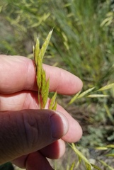 Bromus marginatus