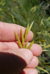 Bromus marginatus