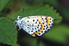 Aricia chinensis