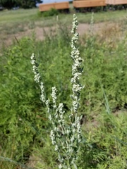 Chenopodium desiccatum