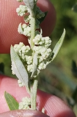 Chenopodium desiccatum