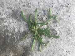 Plagiobothrys stipitatus