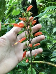 Stenostephanus