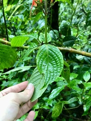 Stenostephanus