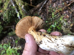 Cortinarius laniger