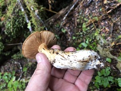 Cortinarius laniger