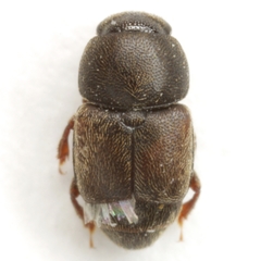 Carpophilus pilosellus