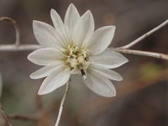 Hemizonia congesta
