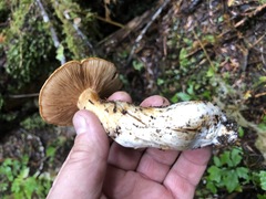 Cortinarius laniger