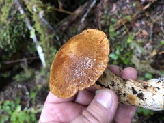 Cortinarius laniger