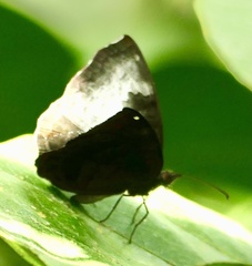 Ariadne enotrea