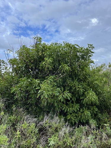 False mastic (Sideroxylon foetidissimum)