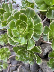Aeonium canariense