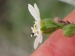Hemizonia congesta