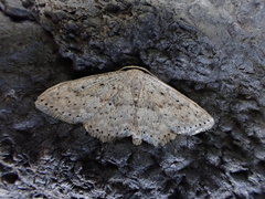 Scopula guancharia