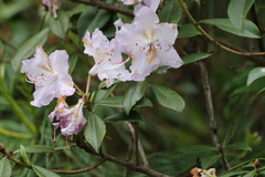 Rhododendron davidsonianum