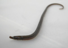 Nerophis lumbriciformis