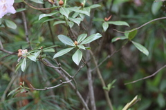 Rhododendron davidsonianum