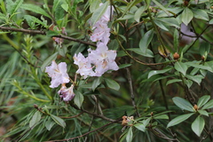 Rhododendron davidsonianum