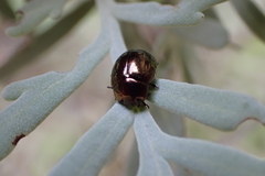 Chrysolina gemina