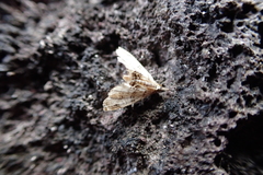 Trichophysetis whitei