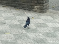 Quiscalus lugubris lugubris