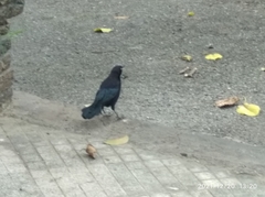 Quiscalus lugubris lugubris