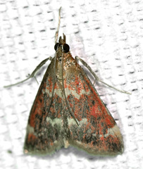 Pyrausta signatalis