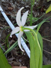 Walleria nutans